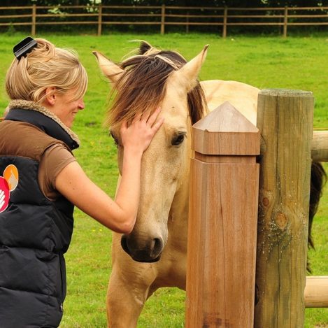 L'ostéopathe venant consulter le cheval dans son pré