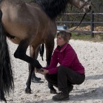 Ostéopathie du cheval - Manipulation de la jambe avant