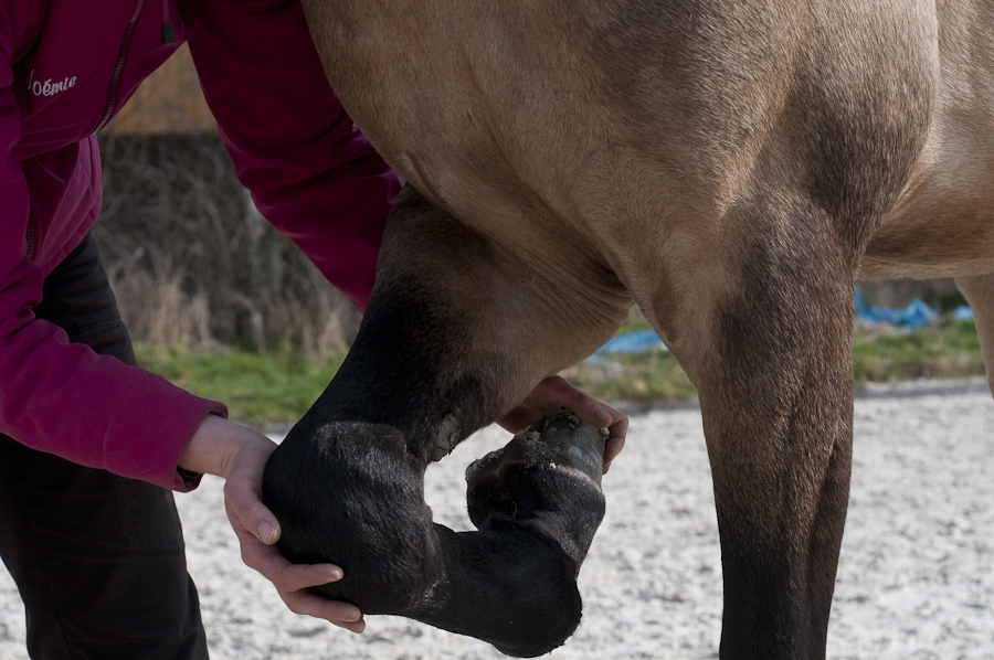Ostéopathie du cheval - Manipulation de la jambe avant