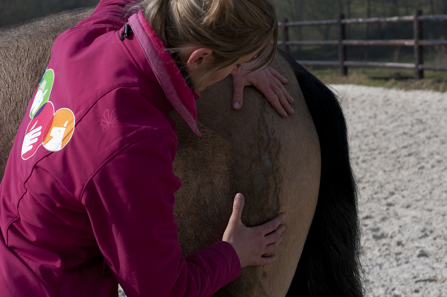 Ostéopathie du cheval - Manipulation de la cuisse