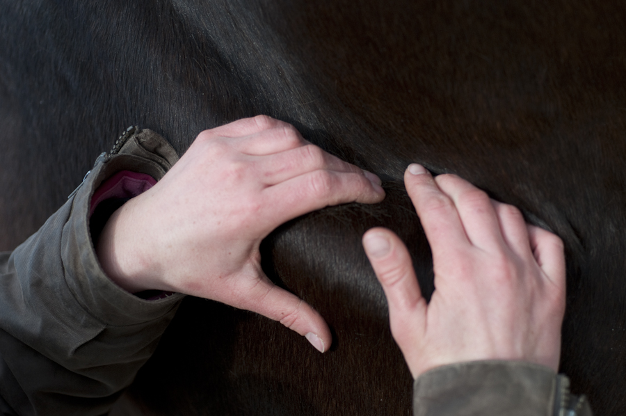 Ostéopathie du cheval - Manipulation d'un ourlet de peau