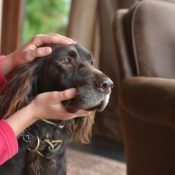 Shiatsu pour chien - Massage facial